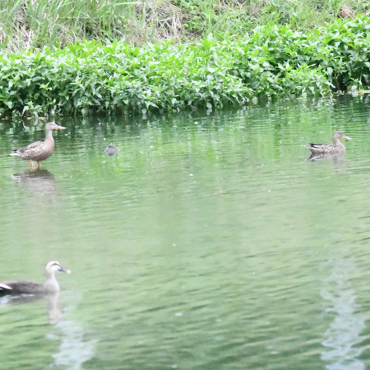 Mestolone - ML645919887