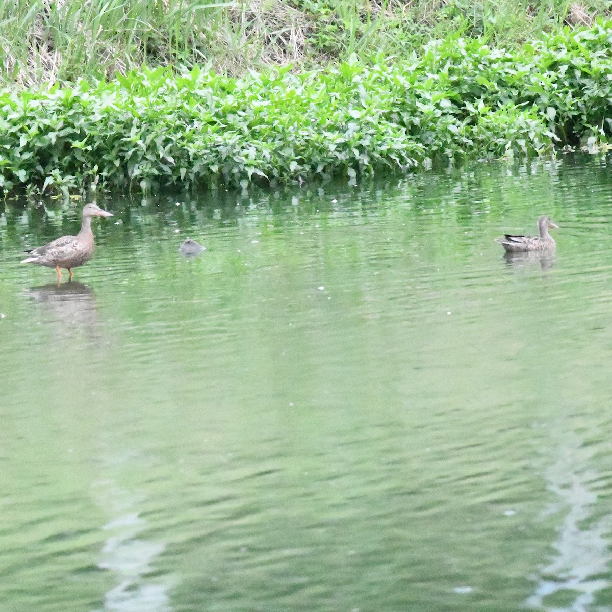 Mestolone - ML645919888