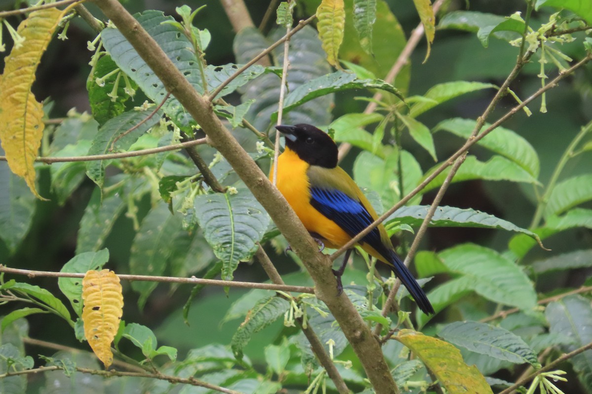 Black-chinned Mountain Tanager - ML645919893