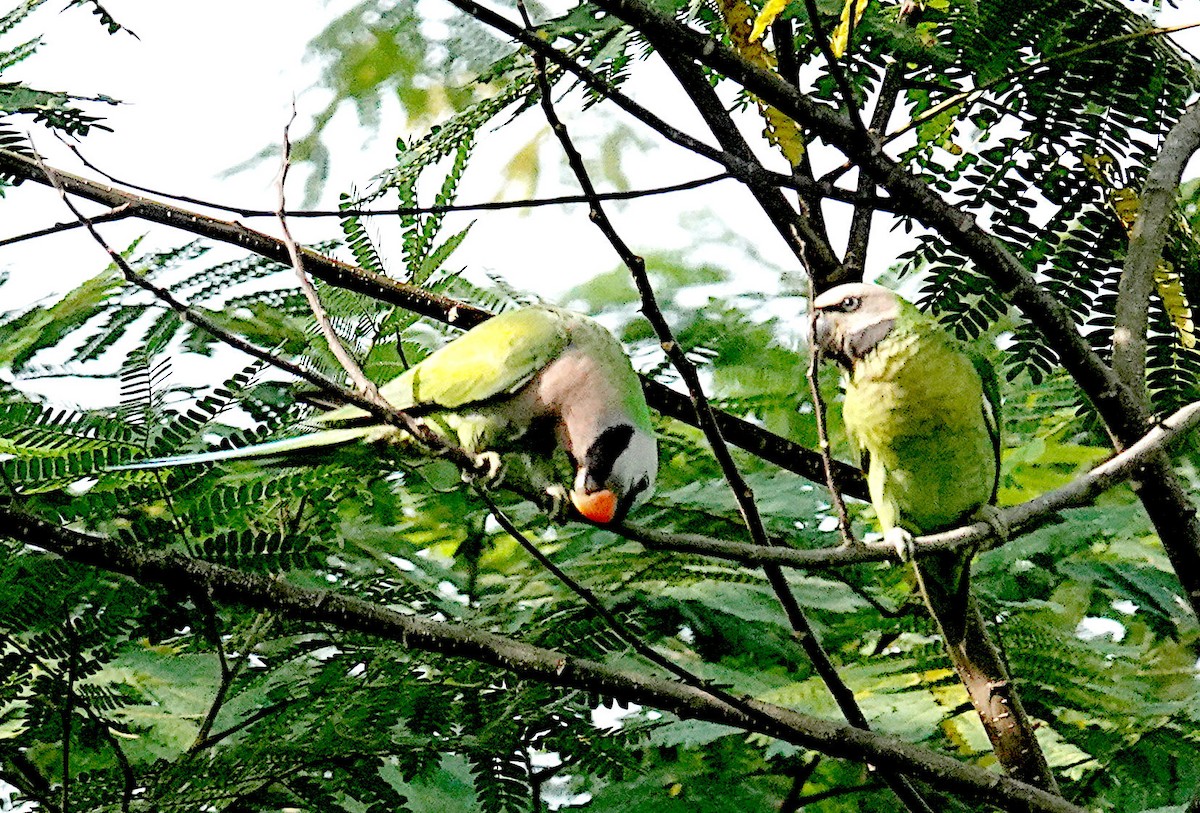 Red-breasted Parakeet - ML645919895
