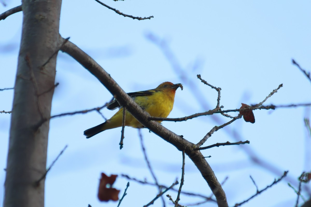 Western Tanager - ML645919901