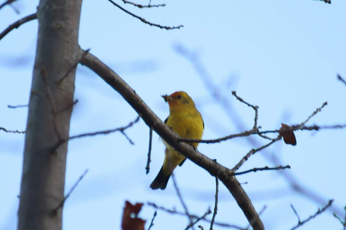 Western Tanager - ML645919902