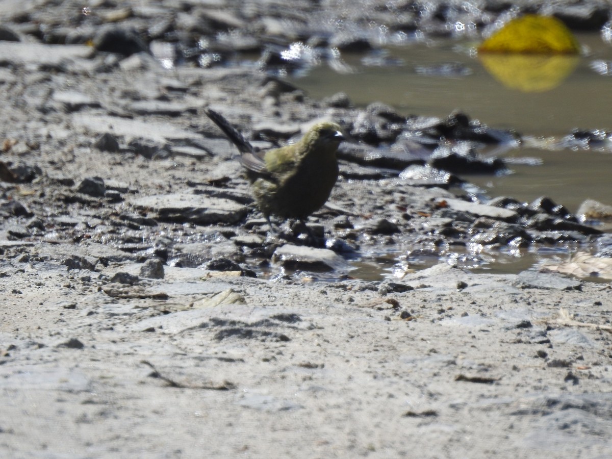 palmetanagar - ML645919929