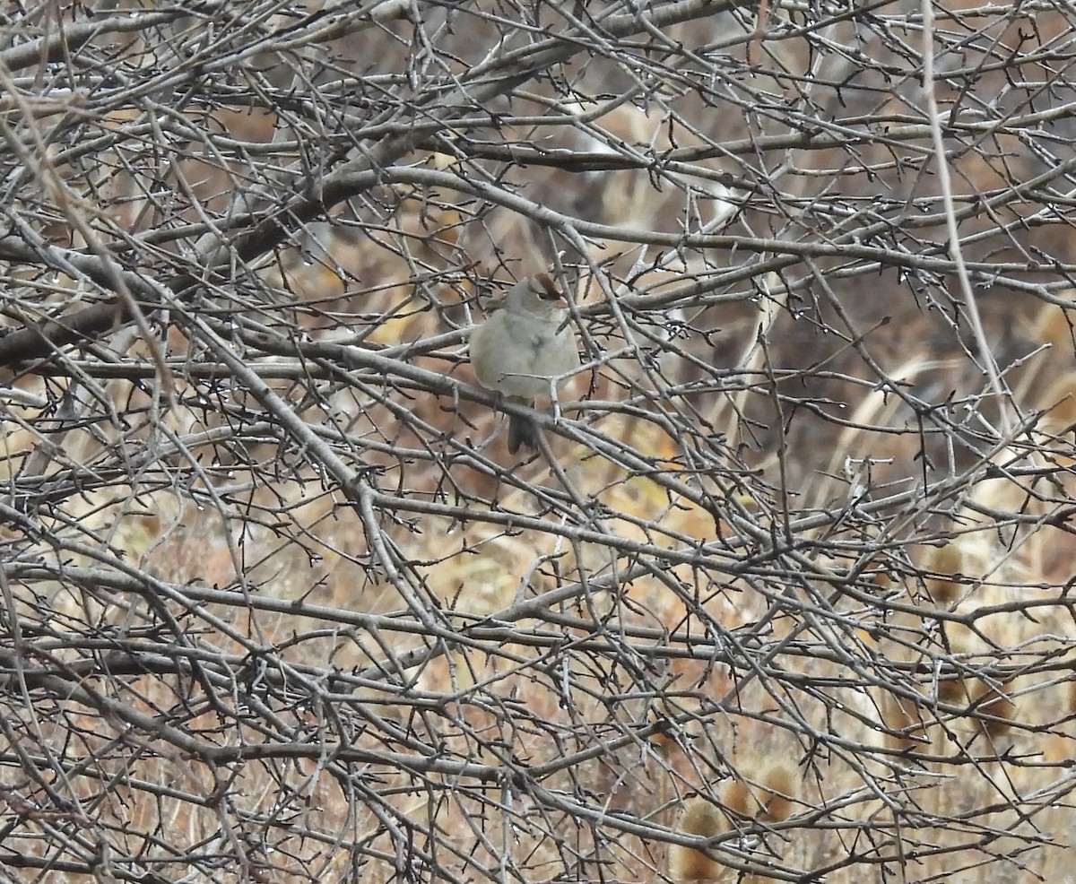 Белобровая овсянка - ML645919951