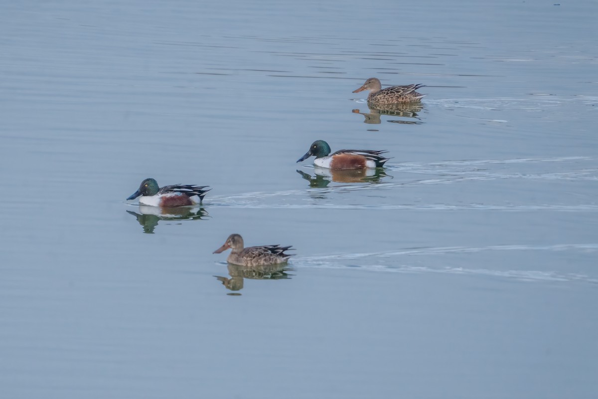 Mestolone - ML645919963