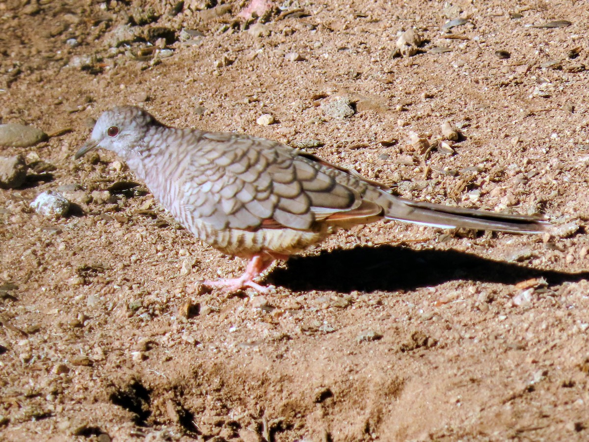 Inca Dove - ML645919964