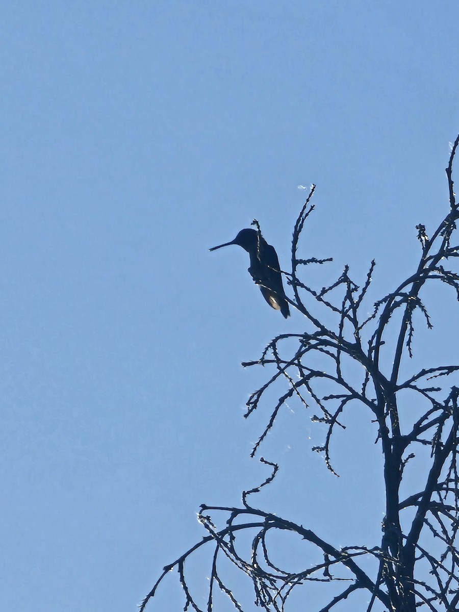 Black-chinned Hummingbird - ML645919967