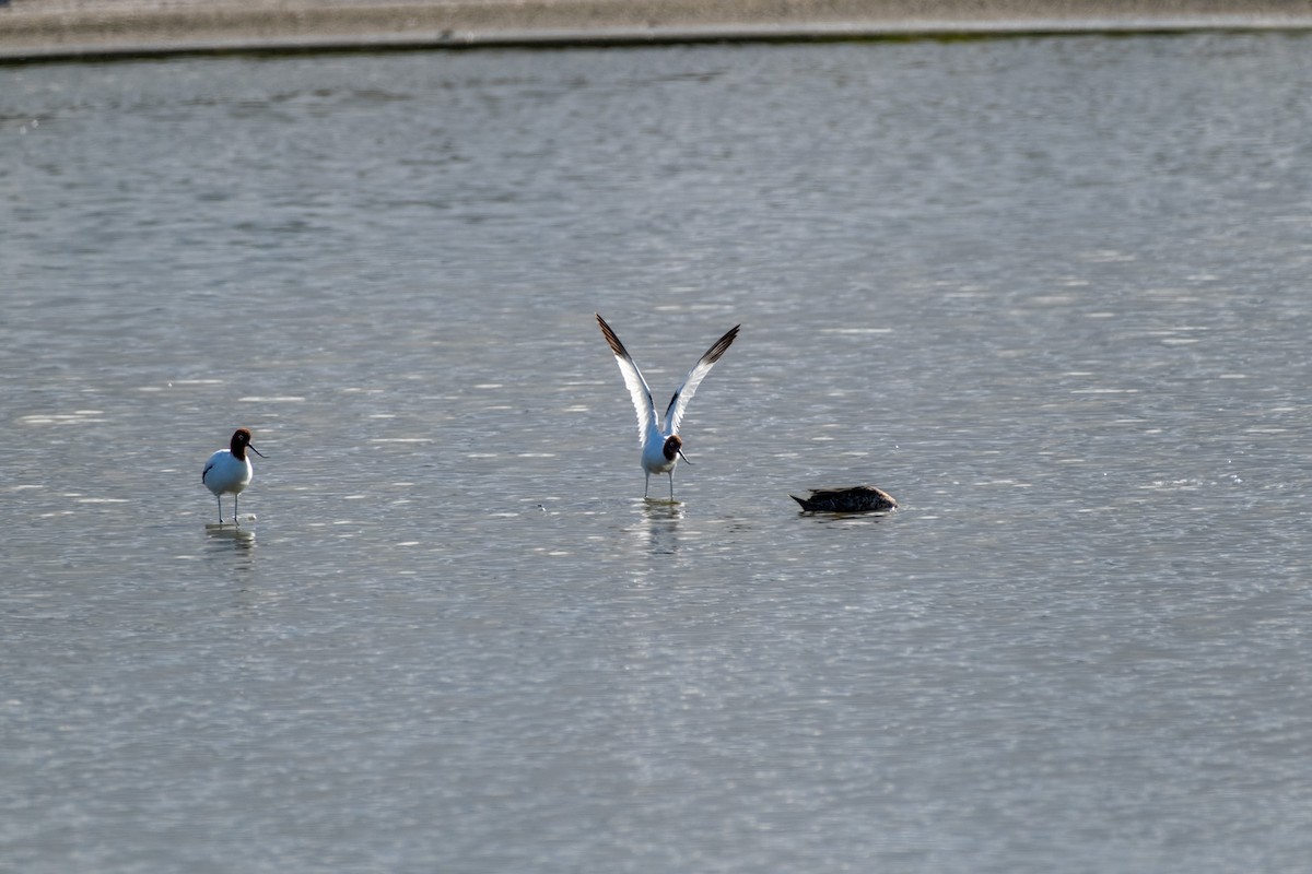 brunhodeavosett - ML645919974