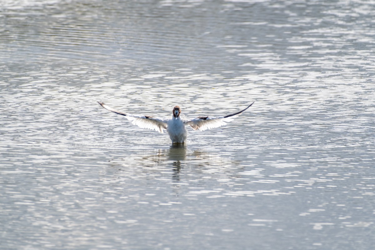 brunhodeavosett - ML645919975