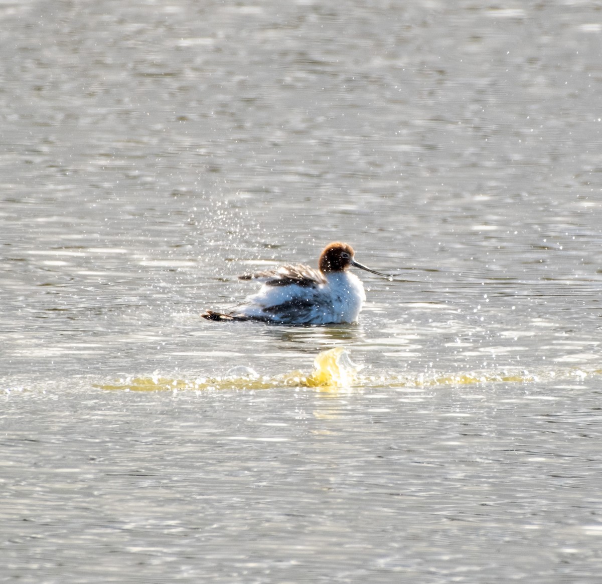 brunhodeavosett - ML645919976