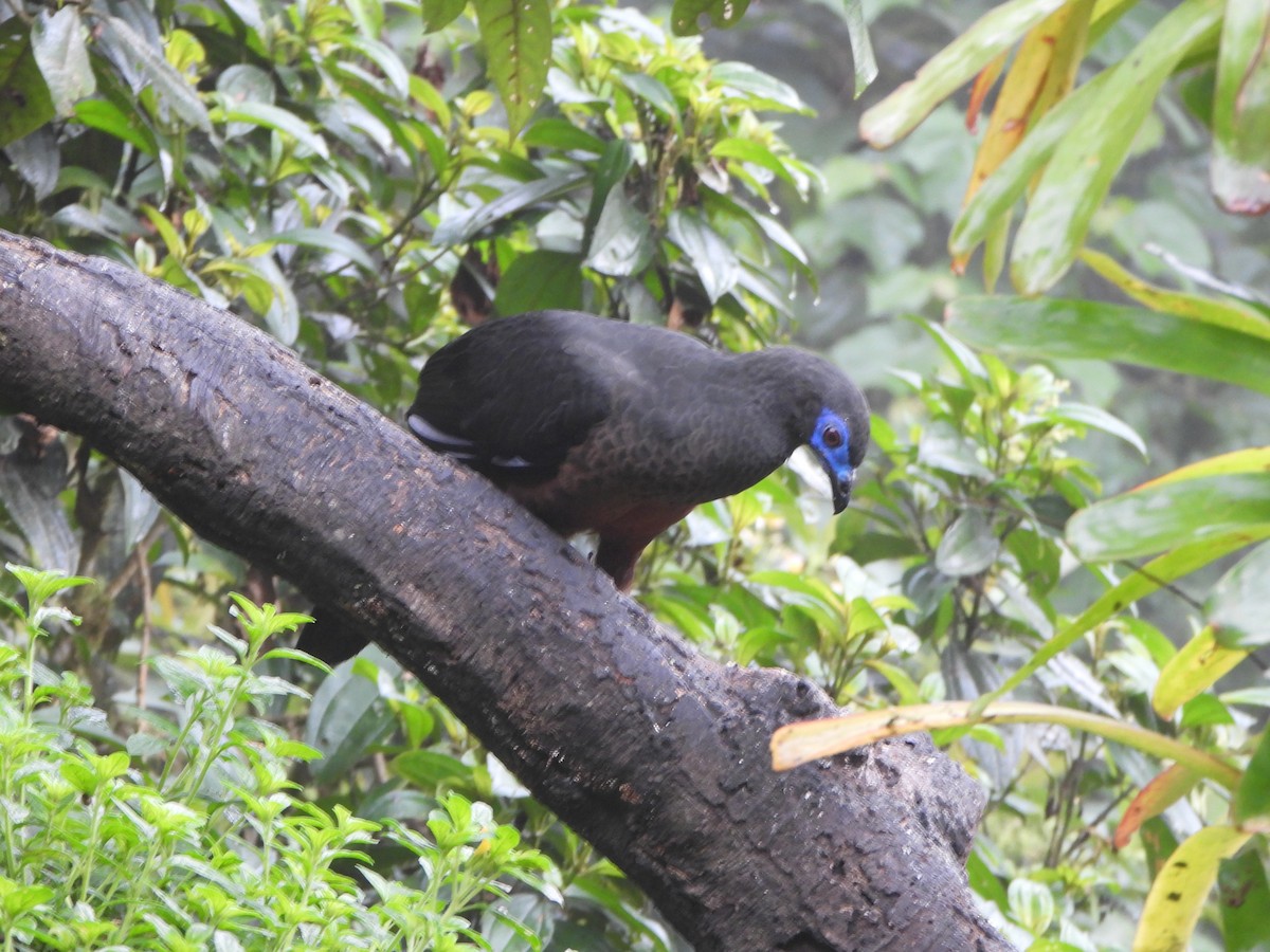 Sickle-winged Guan - ML645919977