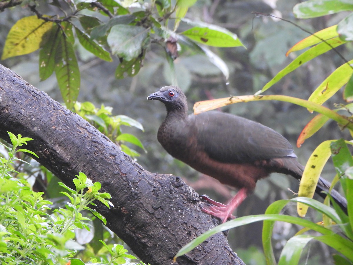 Sickle-winged Guan - ML645919978
