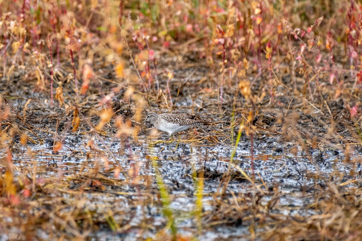 vodouš bahenní - ML645919991