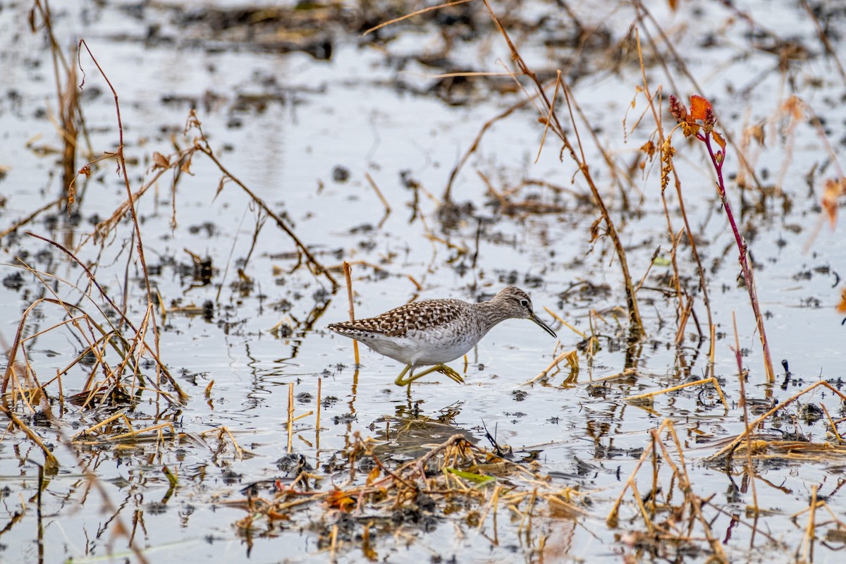 vodouš bahenní - ML645919992