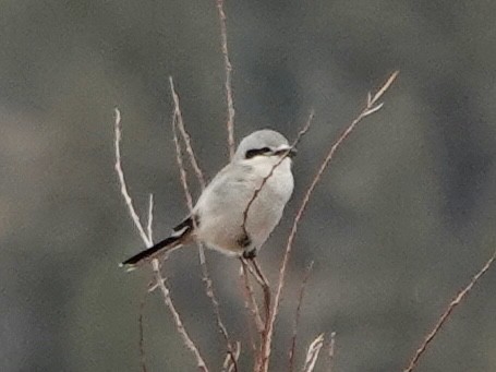 Northern Shrike - ML645919993