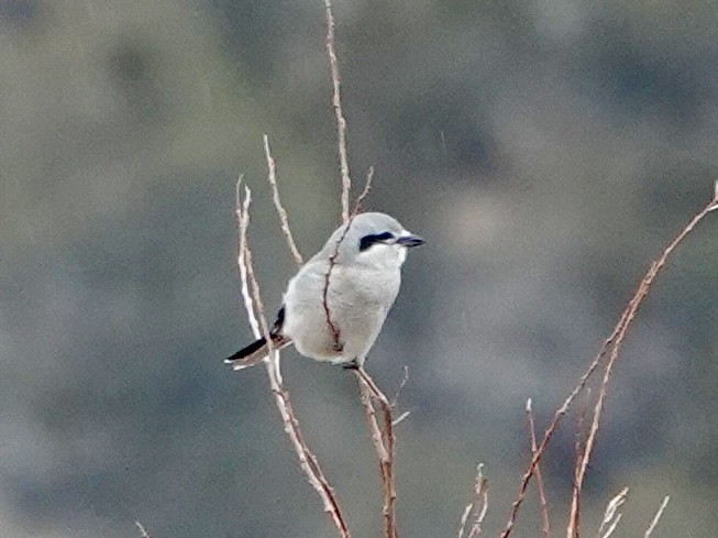 Northern Shrike - ML645919994
