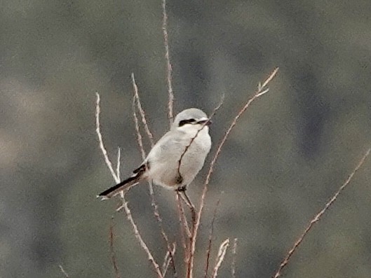 Northern Shrike - ML645919995