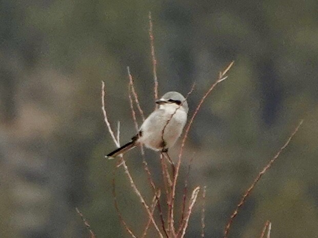 Northern Shrike - ML645919996