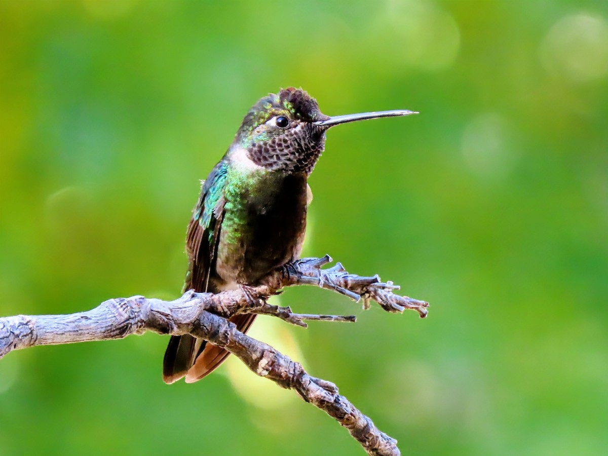 Rivoli's Hummingbird - ML645920007