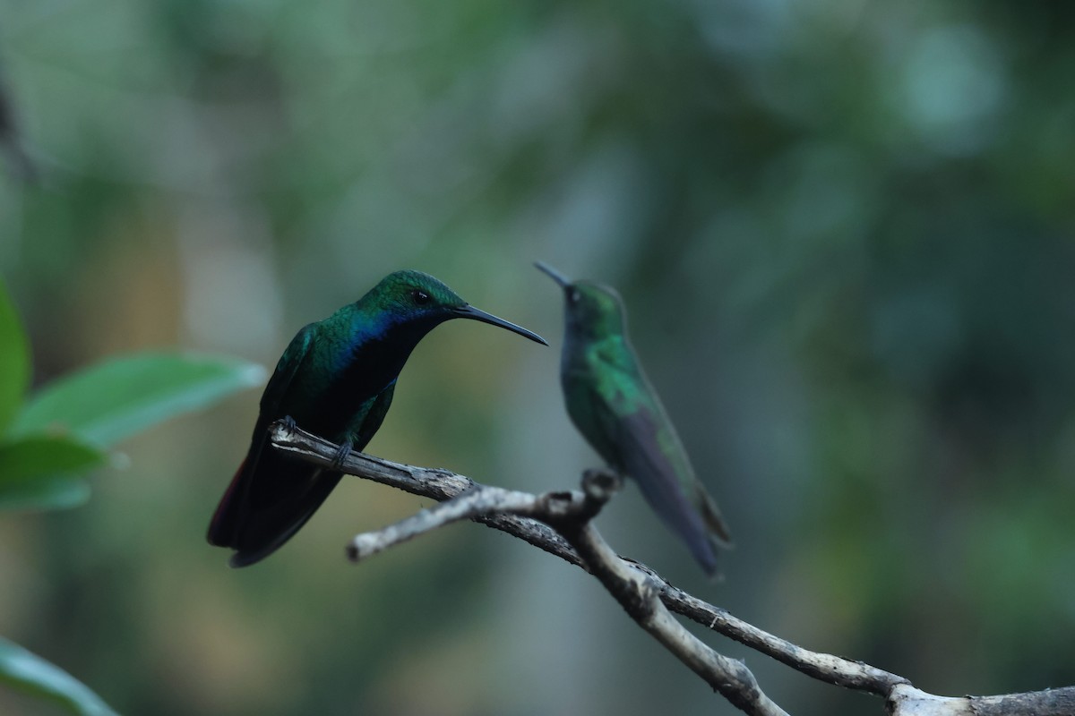 Schwarzbrust-Mangokolibri - ML645920015