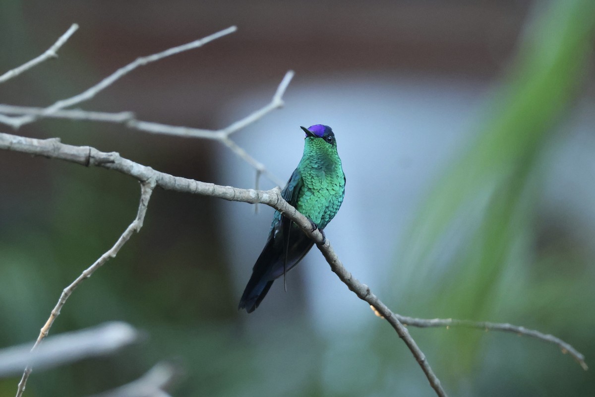 Blaukronennymphe - ML645920024