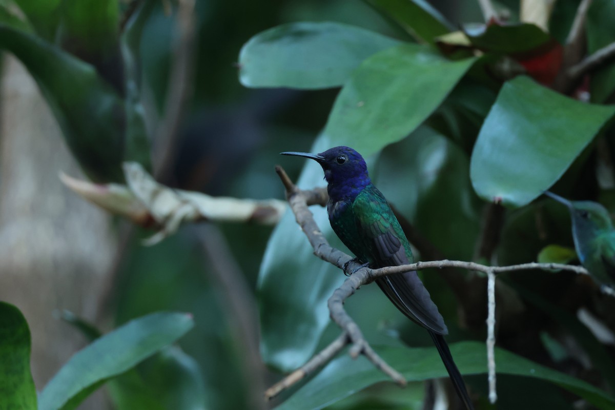 Gabelschwanzkolibri - ML645920046