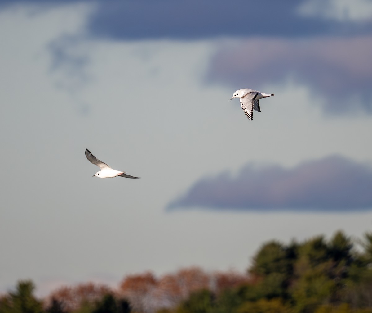 Küçük Karabaş Martı - ML645920061