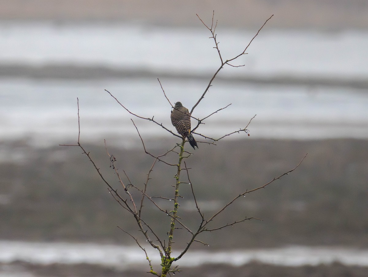 Northern Flicker - ML645920071
