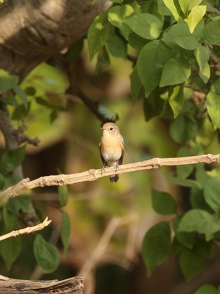 חטפית גמדית - ML645920078