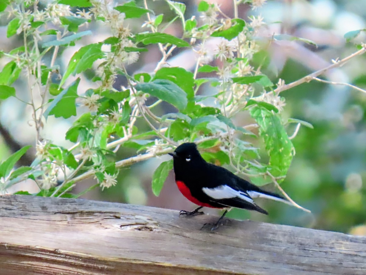 Painted Redstart - ML645920081