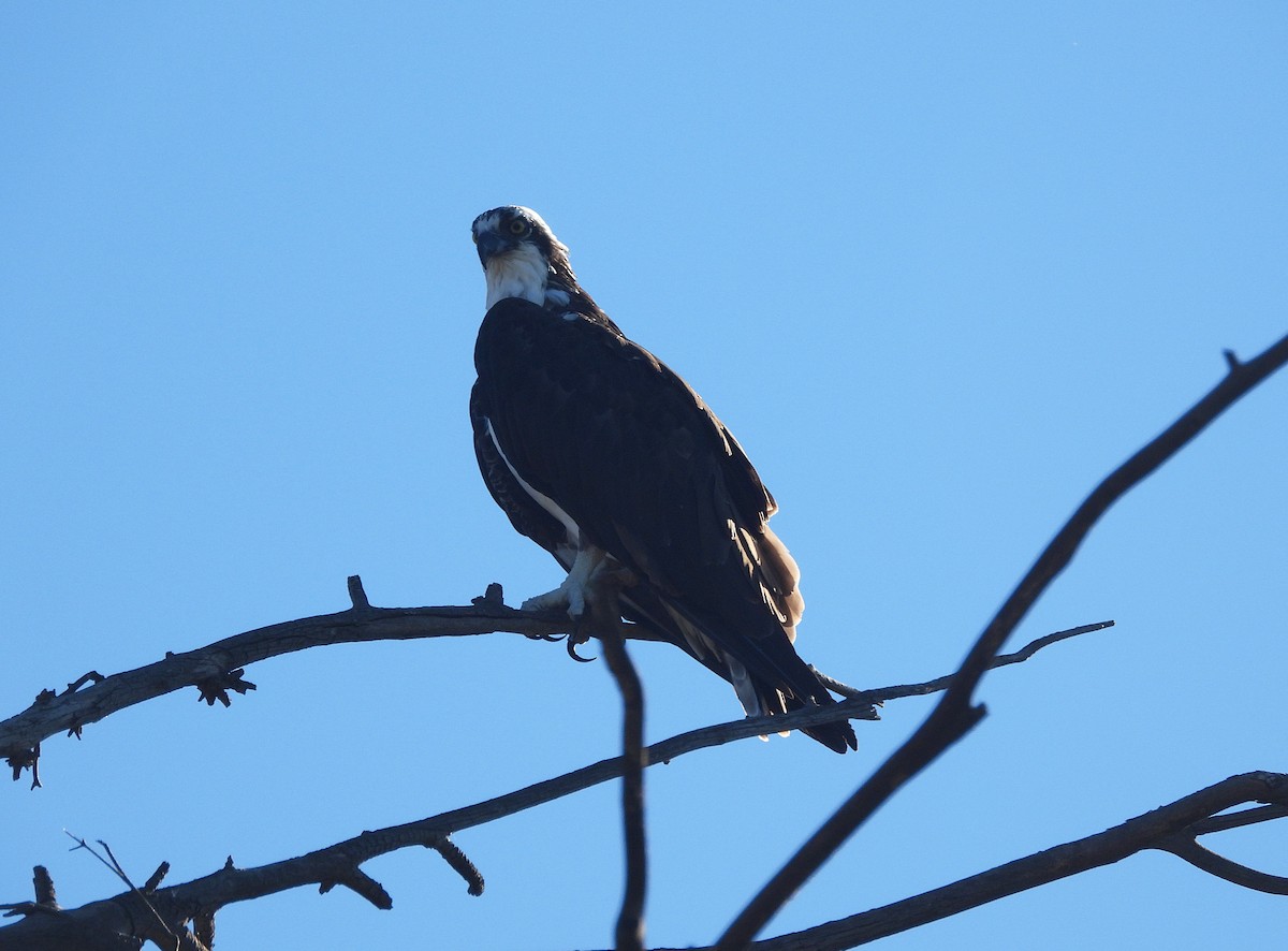 Osprey - ML645920082