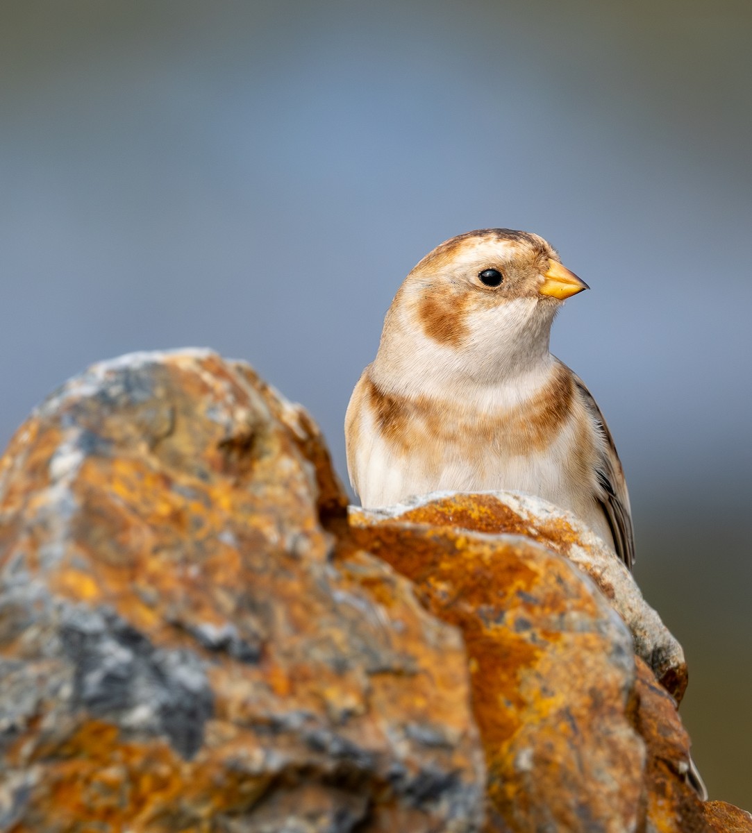 Alaca Çinte - ML645920098