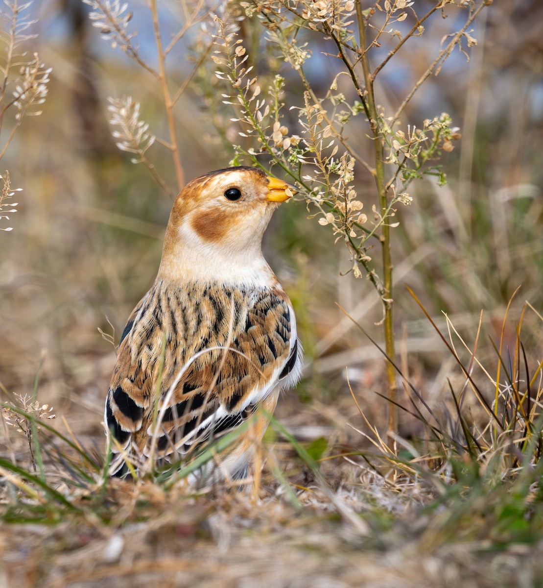 Alaca Çinte - ML645920099