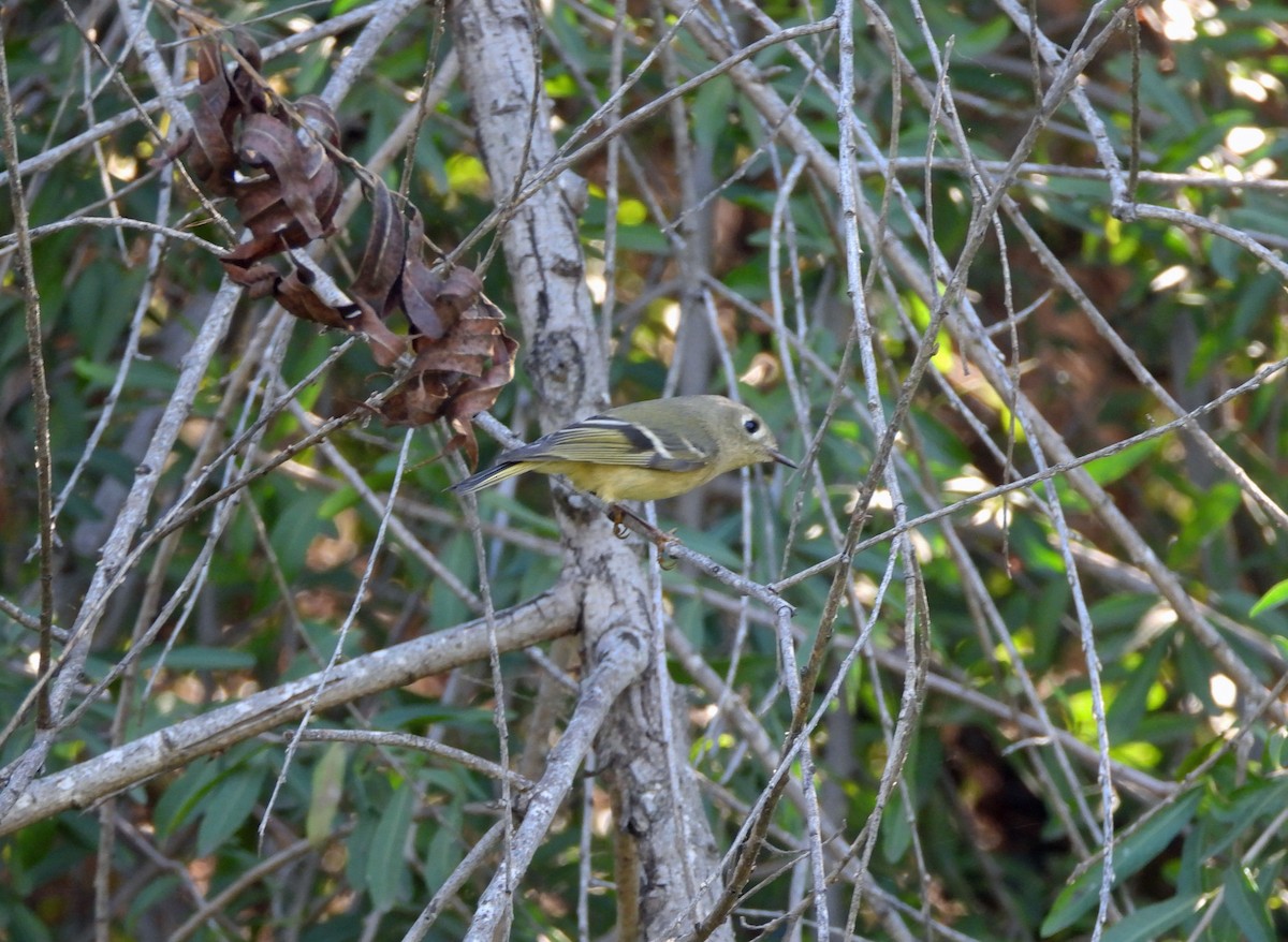 Ruby-crowned Kinglet - ML645920103