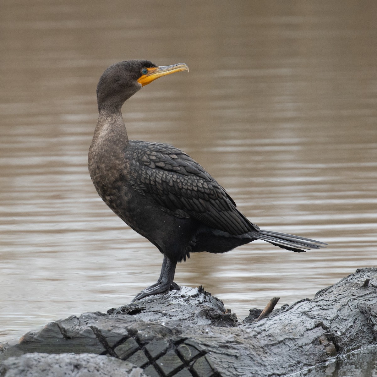 Double-crested Cormorant - ML645920105