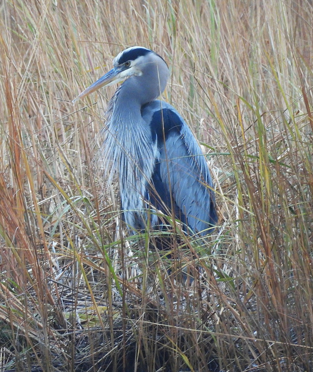 Great Blue Heron - ML645920106