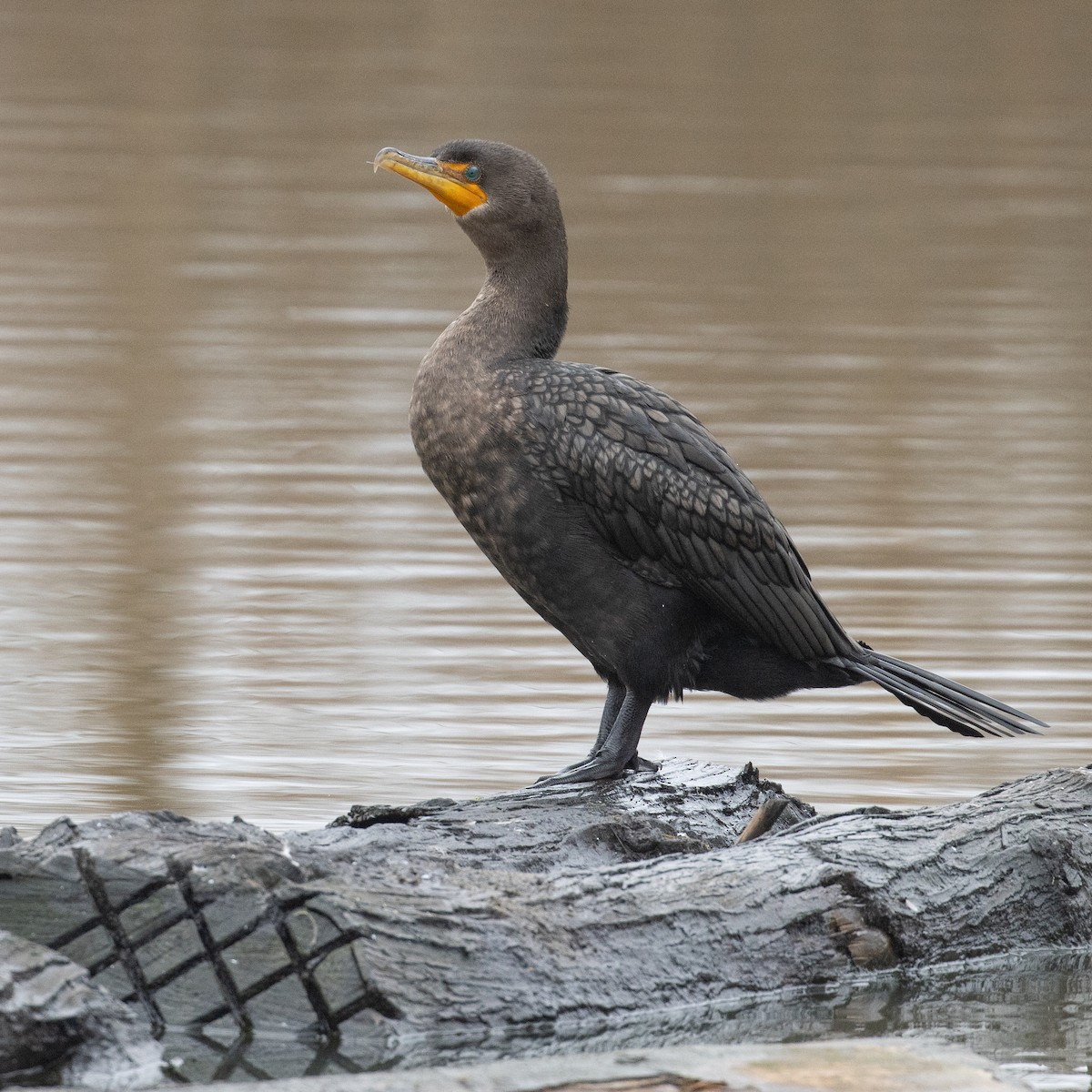 Double-crested Cormorant - ML645920107