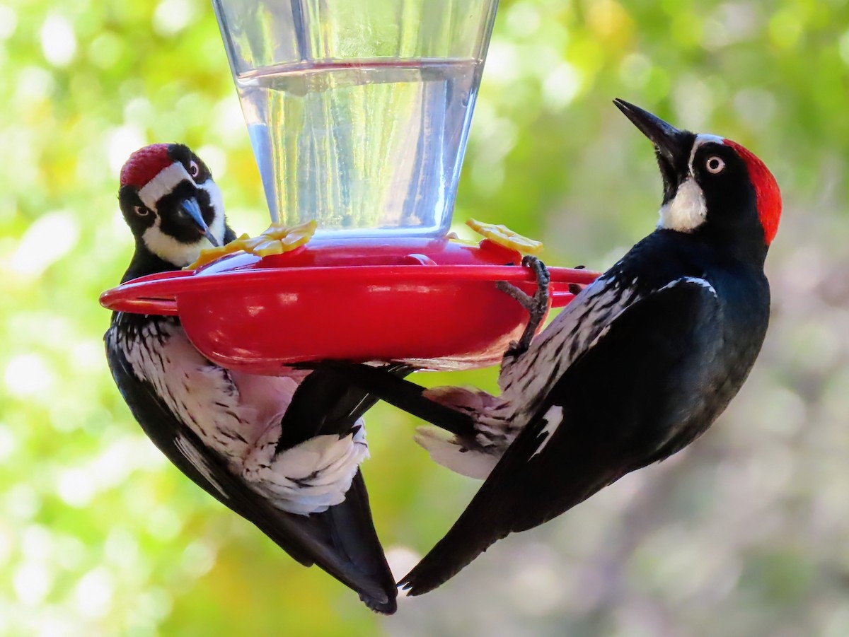 Acorn Woodpecker - ML645920108
