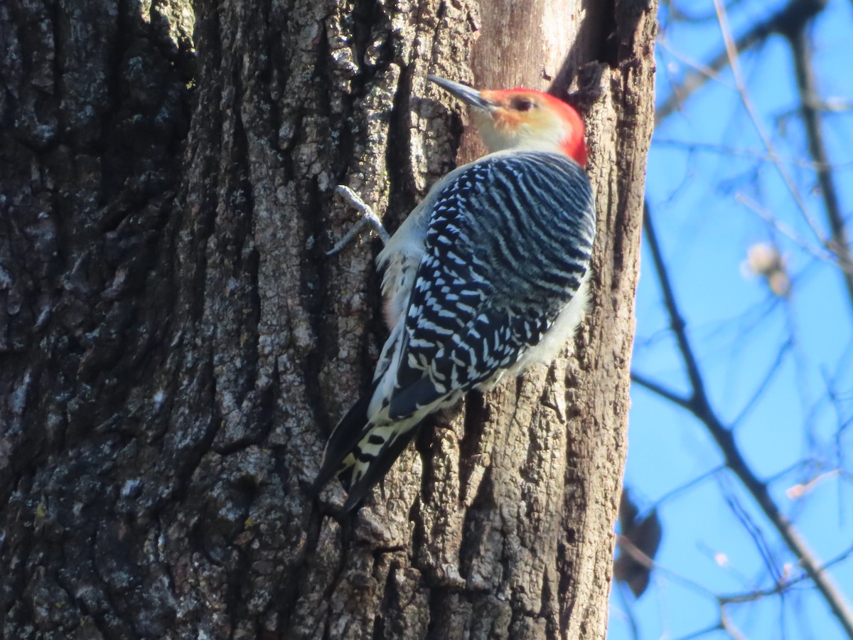 Carolinaspecht - ML645920118