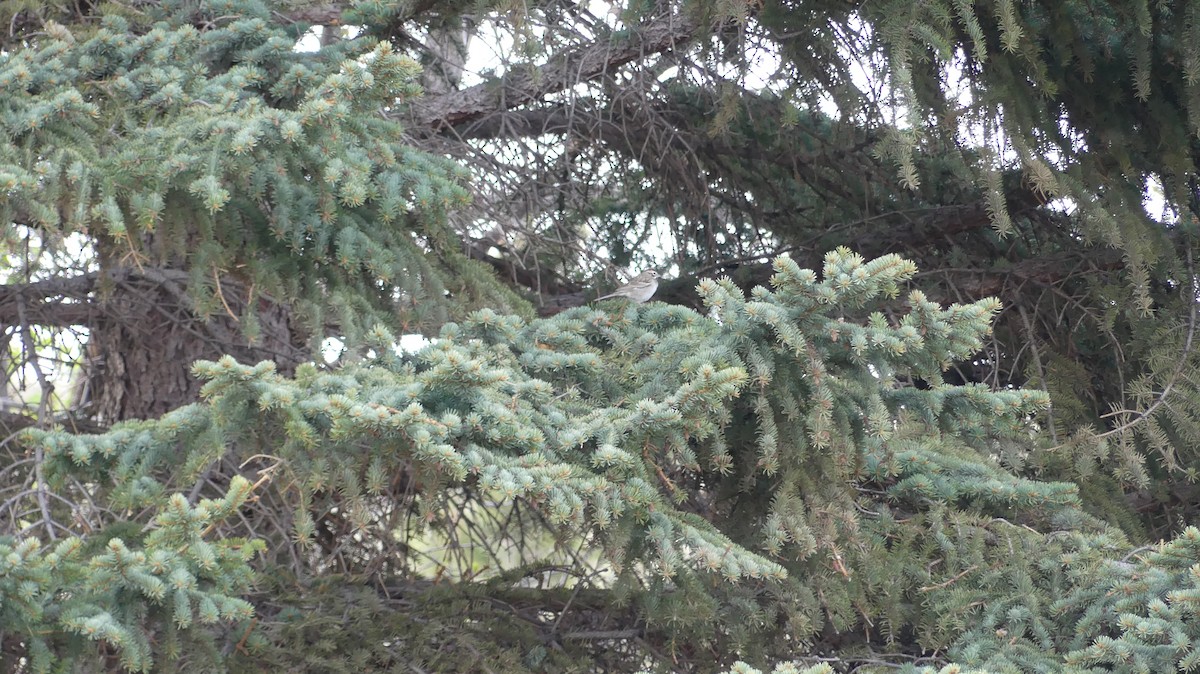 Lark Sparrow - ML645920125
