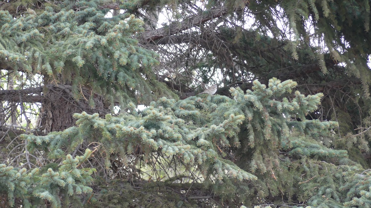 Lark Sparrow - ML645920126