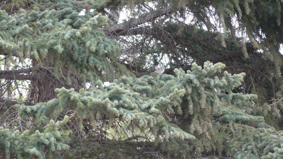 Lark Sparrow - ML645920134