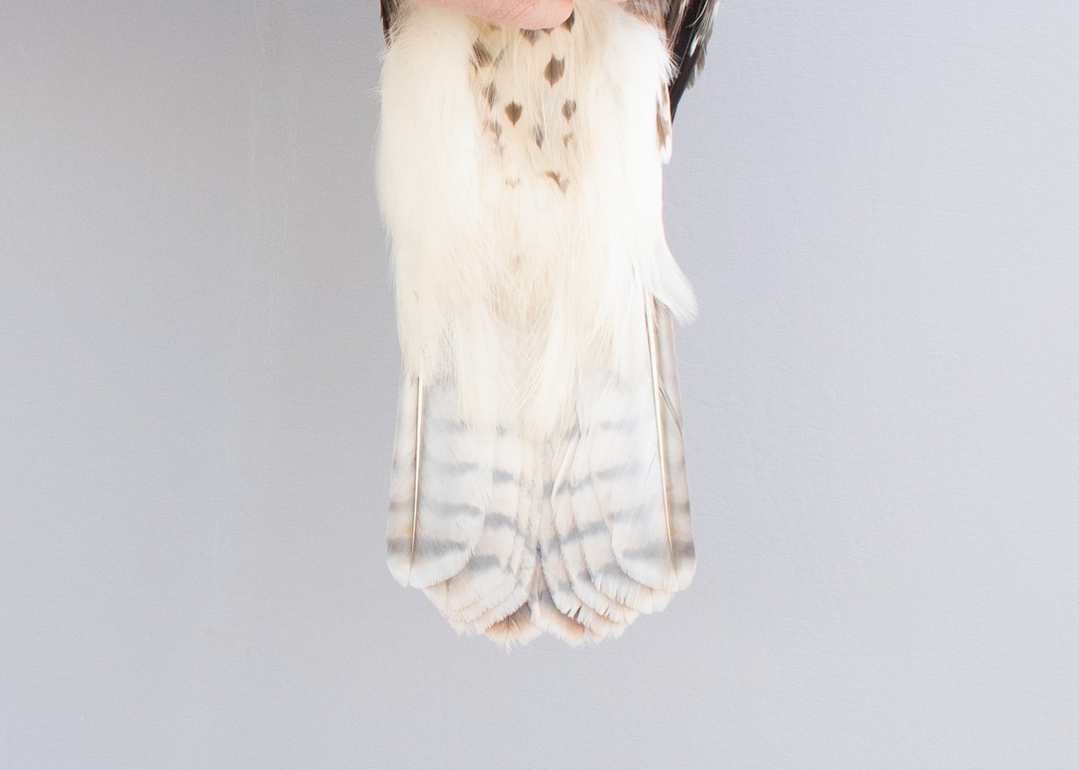 Red-tailed Hawk - ML645920140