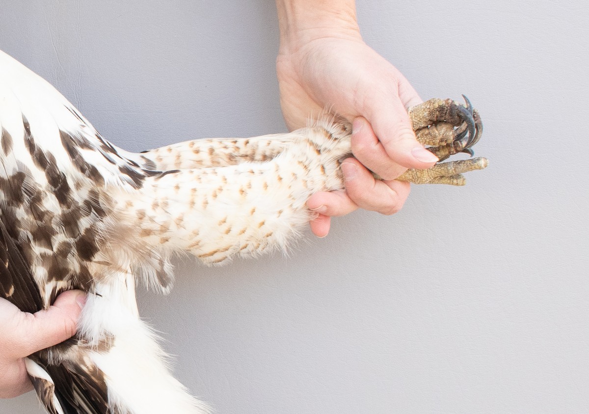 Red-tailed Hawk - ML645920141