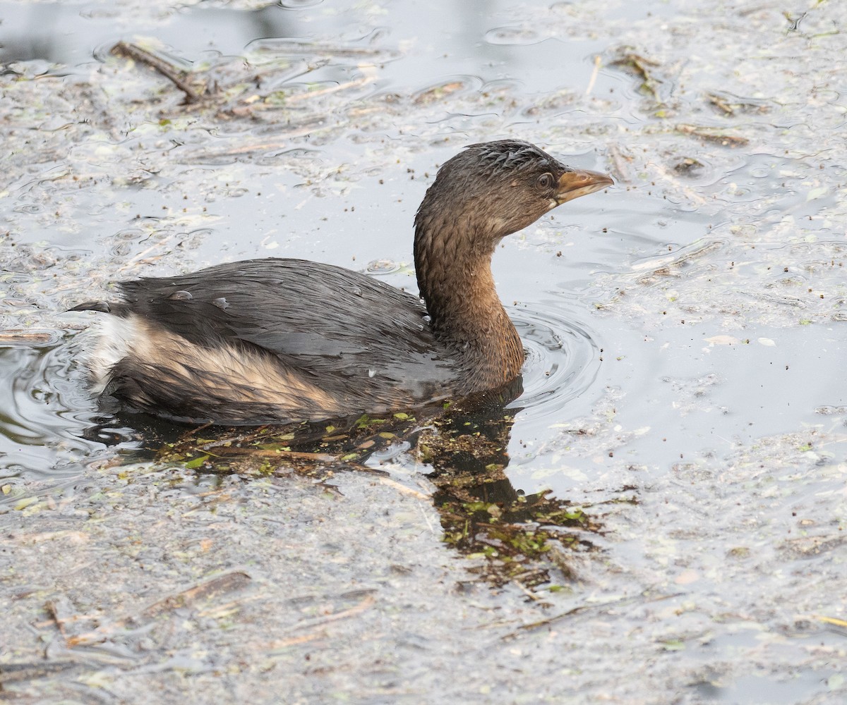 Pied-billed Grebe - ML645920142