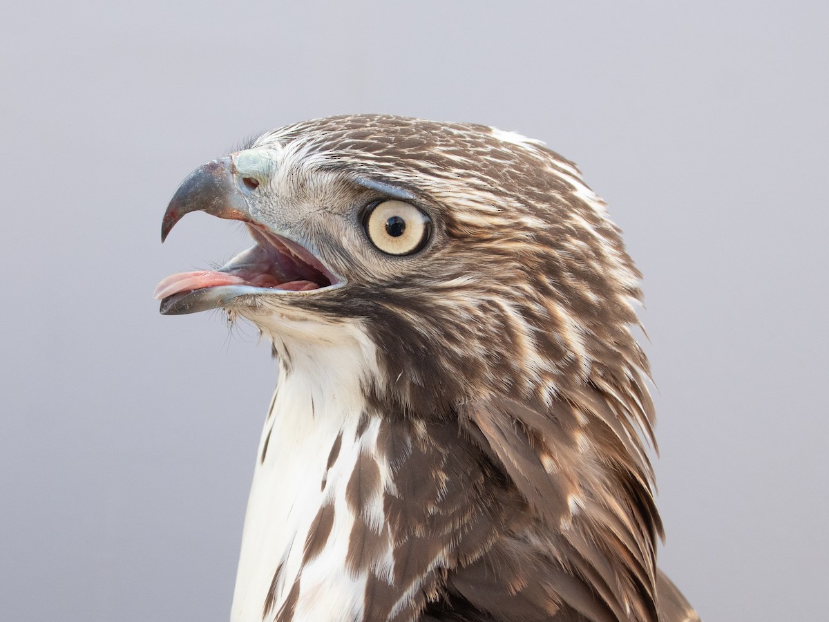 Red-tailed Hawk - ML645920145