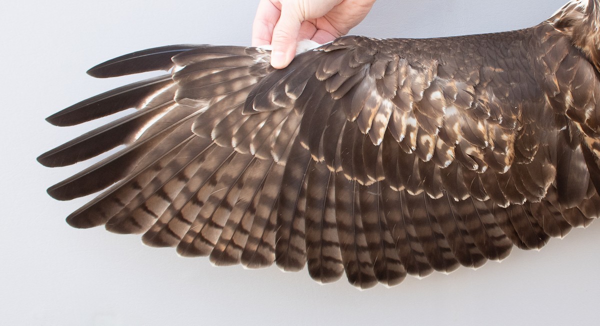 Red-tailed Hawk - ML645920149