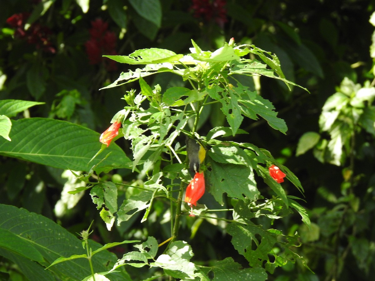 Bananaquit - ML645920154