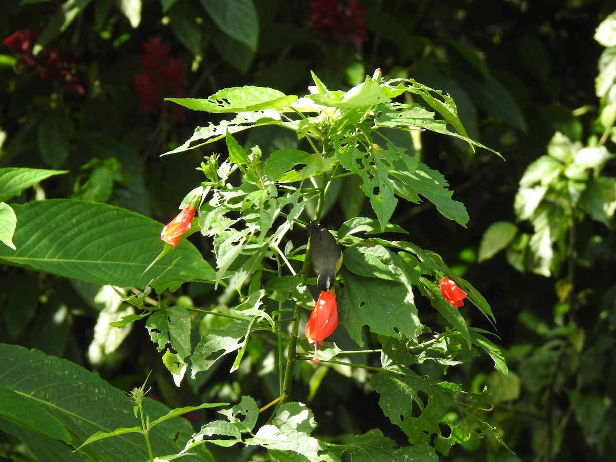 Bananaquit - ML645920155