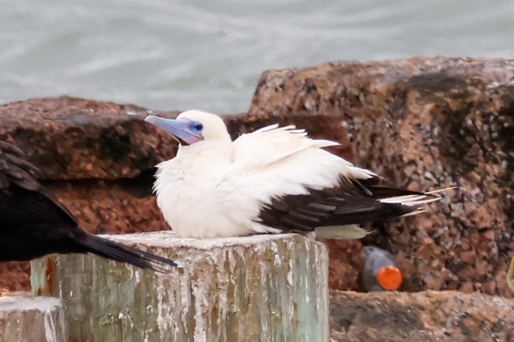 Сула червононога - ML645920158